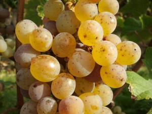 botrytisgrape